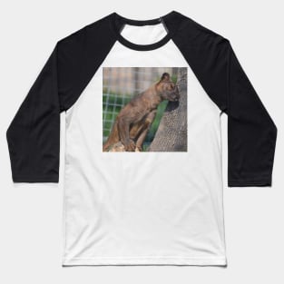 Fossa Baseball T-Shirt